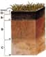 L'humus se trouve dans la partie supérieure de la coupe, au niveau de l'horizon O. Il est de couleur foncée car il contient beaucoup de carbone. La deuxième couche (A) correspond à un mélange de la matière organique avec des composés minéraux. Il apparaît grâce au brassage du sol par des organismes vivants (vers) ou par divers outils. © UCDA
