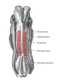 Vue dorsale d’un embryon. Les somites, visibles en rouge, sont alignés le long du tube neural. © Gray’s Anatomy, Wikimédia domaine public