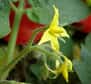 La tomate (Solanum lycopersicum) est une plante neutrophile. © Gertrud K. CC by-nc-sa 2.0