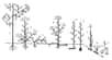 Les types biologiques de la classification de Raunkier : 1-Phanérophyte, 2/3-Chaméphyte, 4-Hémicryptophyte, 5/6-Géophyte, 7-Hélophyte, 8/9-Hydrophyte. © Sten Porse, Wikimédia CC by-sa 3.0