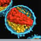 Le VIS ressemble beaucoup au VIH, ici représenté. Ils appartiennent tous les deux à la famille des rétrovirus, c'est-à-dire qu'ils sont des virus à ARN (ici retrouvé dans la capside, en rouge). © Wellcome Images, Flickr, cc by nc nd 2.0 