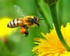 Les plantes nectarifères sont à la base de la pollinisation. © DR