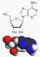 L'adénosine associe l'adénine et un ribose. © Wikimedia, domaine public