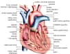 Le cœur assure la circulation du sang dans l'organisme pour alimenter le corps en oxygènes et en nutriments. © www.afblum.be