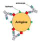 Les paratopes des anticorps reconnaissent les épitopes des antigènes. © Yohan, Wikimedia, licence GFDL GNU 1.2