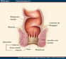 L'anus fait suite au rectum, dernière partie du tube digestif. © Medscape