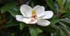 Le magnolia à grandes fleurs appartient à la famille des magnoliacées. © H G M, Flickr CC by nc-nd 2.0