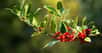 Le houx commun fait partie de la famille des&nbsp;aquifoliacées.&nbsp;©&nbsp;Ashley Dace-geograph.org CC&nbsp;by sa 2.0
