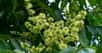 Ailanthus altissima, Simaroubaceae. © H. Zell GNU Free Documentation License version 1.2