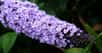 Buddleia davidii, fleurs. © Pancrat, Creative Commons Paternité – Partage des conditions initiales à l’identique 3.0 Unported, 2.5 Générique, 2.0 Générique et 1.0 Générique.