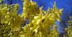 Forsythia × intermedia © JoJan licence Creative Commons Paternité – Partage des conditions initiales à l’identique 3.0 Unported