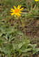 L’arnica, pour soulager les contusions légères. © F. Le Driant / FloreAlpes.com
