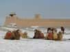 Troupeau de chameaux de Bactriane dans la province de Gansu en Chine. © Emcc83, Wikipédia, GFDL Version 1.2