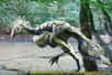 Reconstitution d'un Caudipteryx avec des couleurs de plumage hypothétiques. Ce dinosaure pouvait mesurer jusqu'à deux mètres de long, atteindre 60 cm de haut et peser 15 kg. © Alain Bénéteau