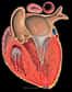 Les cardiopathies touchent l'organe vital du corps humain, le coeur. © Wikimedia Commons