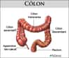 Le côlon, ou gros intestin, constitue la dernière partie du tube digestif. © www.health.allrefer.com