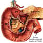 L'un des composants de l'intestin grêle, le duodénum est lui-même divisé en quatre segments (D1 à D4). © www.imageshack.us