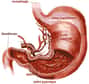 L'estomac appartient au système digestif. Son pH acide lui permet de digérer les aliments en 3 à 7 heures. © http://imageshack.us/