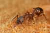 L'haplodiploïdie est une caractéristique des fourmis. © JR Guillaumin, Flickr CC by nd 2.0