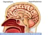 L'hypothalamus est une zone du cerveau qui interagit étroitement avec l'hypophyse. © Mayo