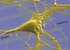Neurone de rat implanté dans un réseau linéaire de transistors
(Crédits : Max Planck Institute for Biochemistry; NACHIP; P.Fromherz)