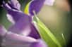 L'essence d'iris est couramment utilisée en parfumerie. © Phovoir