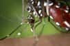 Le moustique Aedes albopictus est un des vecteurs de la maladie. © DR