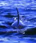 Les orques se situent au sommet d'une chaîne alimentaire. Ils ont donc un niveau trophique supérieur à celui des poissons qu'ils consomment. © pntphoto, Flickr, cc by nc sa 2.0