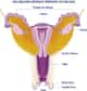 Position du vagin dans l'appareil génital féminin. Crédits DR.