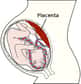 Le placenta est un organe très particulier. Il permet de connecter la mère à son petit chez les mammifères placentaires, et ainsi d'apporter les éléments nécessaires à la croissance du bébé en gestation. Dans le cas d'un placenta praevia, celui-ci est placé trop bas dans l'utérus, et peut rompre en fin de grossesse. © Henry Gray, Gray's Anatomy, Wikipédia, DP