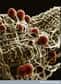 Le parasite Plasmodium, que l'on voit à l'image, vecteur du paludisme, a plusieurs fois dans son histoire manifesté une résistance aux médicaments. Celle-ci s'est accompagnée d'un allongement de la clairance parasitaire, signe d'une tolérance aux traitements. © Hilary Hurd, Wellcome Images, Flickr, cc by nc nd 2.0