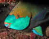 Les poissons-perroquets comme celui-ci se nourrissent des algues qui s'épanouissent sur les récifs coralliens. Leur chair est appréciée des Polynésiens mais elle est parfois contaminée par la ciguatoxine. Leur consommation risque donc d'entraîner la ciguatera. © Nick Hobgood, Fotopédia, cc by sa 2.0