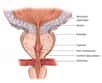 La prostate contribue à la production du sperme grâce à la sécrétion du liquide prostatique. Crédits DR