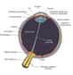 Sur ce schéma de l'œil, la rétine correspond à la partie jaune située en arrière de l'organe, connectée au nerf optique. C'est la région dans laquelle se trouvent les photorécepteurs (cellules en cônes et en bâtonnets) qui vont transformer la lumière en influx électrique. Ce sont ces mêmes cellules qui disparaissent dans le cas de rétinite pigmentaire. © Rhcastilhos, Wikipédia, DP