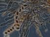 Les spores sont des cellules issues de la sporulation. © Peter G. Werner, Wikimedia, CC by 3.0