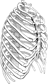 Le sternum est situé dans le thorax et sert de point d'attache aux côtes et aux muscles intercostaux. © DR