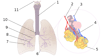 Vue du système respiratoire humain. La trachée porte le numéro 1. © Wikimedia Commons