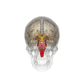 Vue tridimensionnelle (en rouge) du tronc cérébral (cliquer pour démarrer l'animation). © Life Science Databases, Wikimedia Commons, cc by sa 2.1