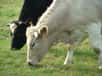 Une vache (herbivore) mange environ 70 kg de végétaux par jour. &copy; OliBac, Flickr, cc by 2.0