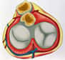 La valvule mitrale permet la régulation du flux sanguin entre oreillette et ventricule gauches. © Phovoir
