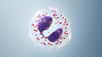 Les granulocytes sont des cellules sanguines qui font partie du système immunitaire de l'organisme. © Sebastian Kaulitzki, Adobe Stock