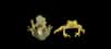 Une espèce de grenouilles de verre vient d’être découverte dans les plaines amazoniennes de l’Équateur. Elle possède une peau presque transparente, si bien que l'on peut voir son cœur battre ! Mais ce n’est pas son seul trait distinctif. Hyalinobatrachium yaku présente en effet des caractéristiques physiques différentes de bien d’autres de ses congénères. Hélas, les spécialistes craignent qu’elle ne soit déjà menacée de disparition.
