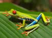 Les amphibiens comptent environ 7.000 espèces découvertes, parmi lesquelles la grande majorité se trouve être des grenouilles. © Carey James Balboa, Wikipédia, DP