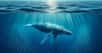 C'est le grand plongeon pour la population de baleines à bosse, dont le nombre d'individus a chuté de 20 % entre 2012 et 2021. Un chiffre hallucinant que les scientifiques viennent tout juste de comprendre.