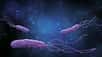 Helicobacter pylori : une bactérie pouvant vivre dans un environnement acide. © k_e_n, Adobe stock