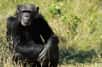 Hominines et panines (autrement dit les Hommes, les&nbsp;chimpanzés et les bonobos) sont membres de la sous-famille des homininés. Ils&nbsp;partagent 98,7 % de leur ADN. © bayazed, Fotolia