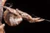 L'araignée Hyptiotes cavatus utilise sa toile comme catapulte pour attraper ses proies. Elle s'accroche avec ses pattes arrière pour tirer avec ses pattes avant sur un fil attaché à sa toile.  © Sarah Han, University of Akron