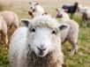 Une vidéo de moutons tournant en rond à Baotou, en Chine, a fait le tour du monde et a donné lieu aux théories les plus farfelues. Deux hypothèses crédibles permettent d'expliquer cet étrange comportement.