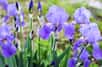 D’avril à juin, les iris des jardins offrent une quantité de coloris multicolores et unis parfaits pour les massifs, bordures d’une allée, rocailles et potées. Leurs atouts ? Un feuillage persistant et des hampes florales idéales pour composer des bouquets.