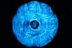 De vrais muscles pour les robots de demain. © MIT